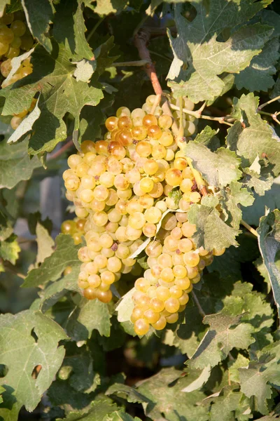 Uvas brancas — Fotografia de Stock