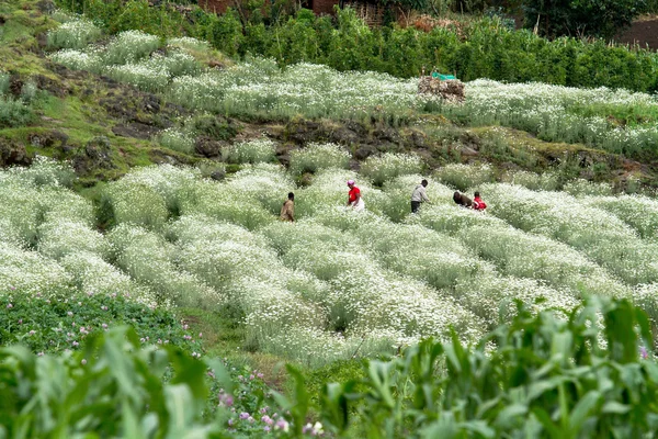 卢旺达 — 图库照片