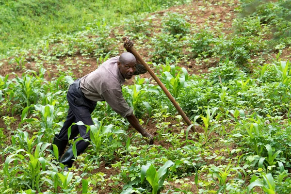 Rwanda — Stock fotografie