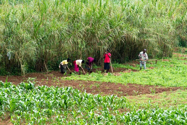 Trabajadores africanos — Foto de Stock