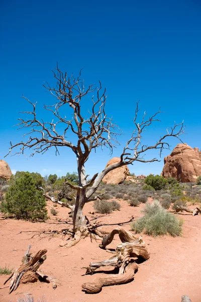 Desert american landscape — Stock Photo, Image