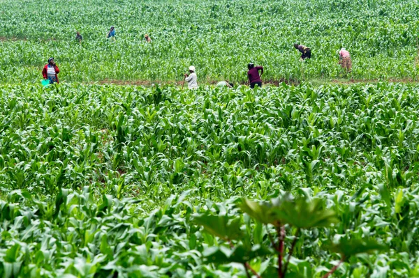 Mujeres africanas — Foto de Stock