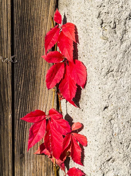 Leaves in Autumn — Stock Photo, Image