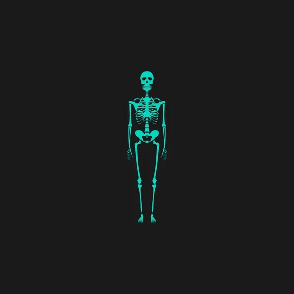 Skelette - menschliche Knochen — Stockvektor