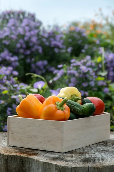 Wooden box with fresh vegetables (tomato, cucumber, bell pepper) — 스톡 사진