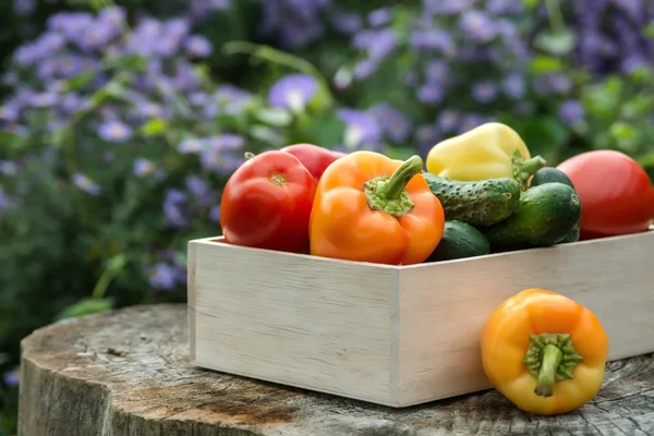 Wooden box with fresh vegetables (tomato, cucumber, bell pepper) — Stock Photo, Image