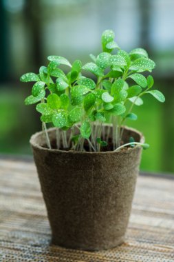 Çiyli yeşil çimen