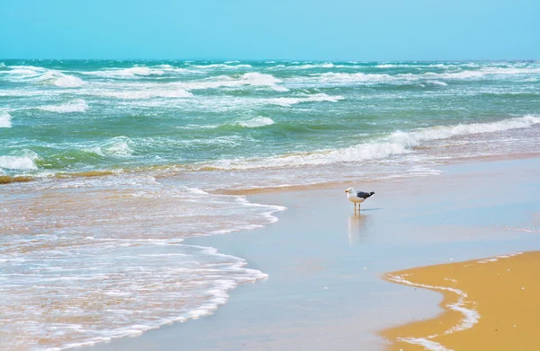 Gaviota en la playa — Foto de Stock