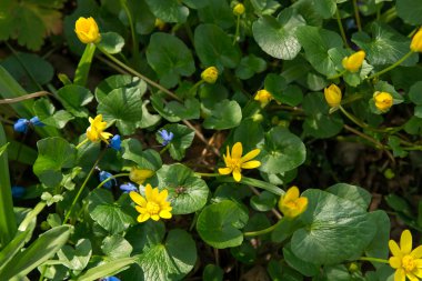 arka plan bahar yaprakları