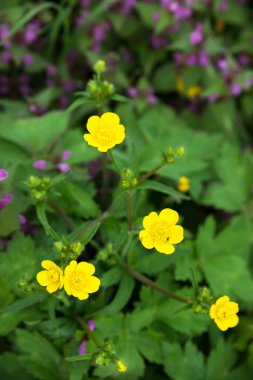 Çim ve çiçek yaprak yeşil bulanık arka plan ile.