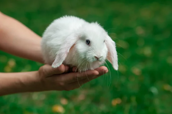 Engraçado bebê coelho branco na mão humana na grama — Fotografia de Stock