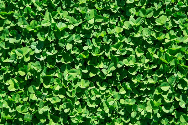 Green leaves background — Stock Photo, Image