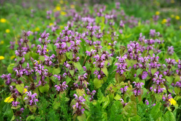 Erba e fiori con foglia verde sfondo sfocato . — Foto Stock