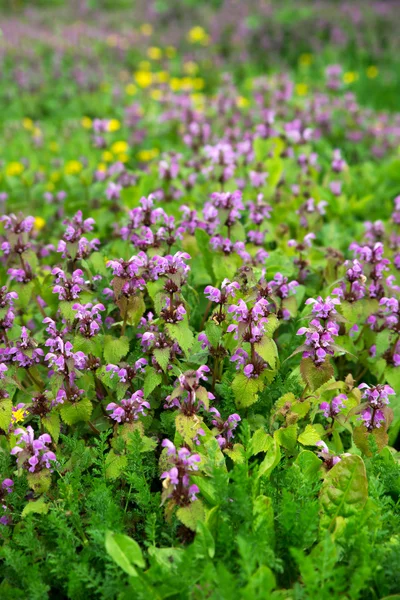 Hierba y flores con fondo borroso de hojas verdes . —  Fotos de Stock