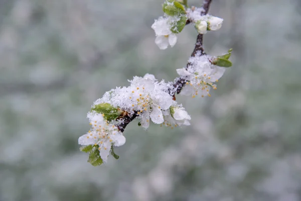 Spring buds and flowers covered in snow