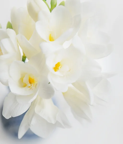 Lovely fresh bouquet of white freesias on light background. — Stock Photo, Image