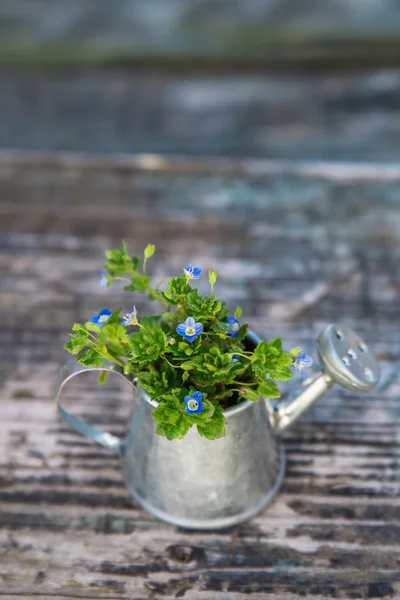 Outils de jardin, arrosoir et fleurs sur un vieux fond en bois — Photo