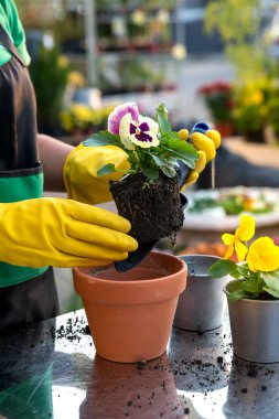 Ellerinizi kapatın ve çiçek ekin. Bahçıvanlık ve bitki yetiştirme. Hobi ve çalışma.