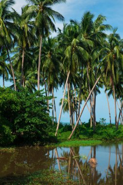 Hindistan cevizi palmiyeleri ve mavi gökyüzü ile güzel tropik bir manzara..