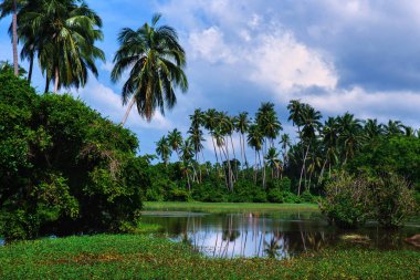 Hindistan cevizi palmiyeleri ve mavi gökyüzü ile güzel tropik bir manzara..