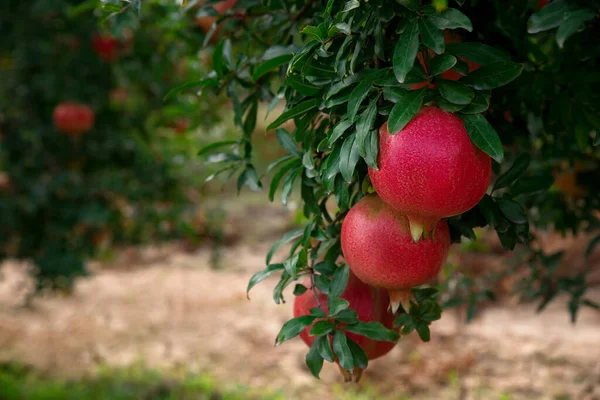 Pomegranate Fruit Tree Pomegranate Garden Selective Focus Shallow Depth — Zdjęcie stockowe