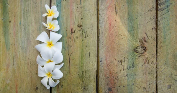 Weiße Frangipani Plumperblumen Auf Dem Alten Grünen Grunge Holzgrund Kopierraum — Stockfoto