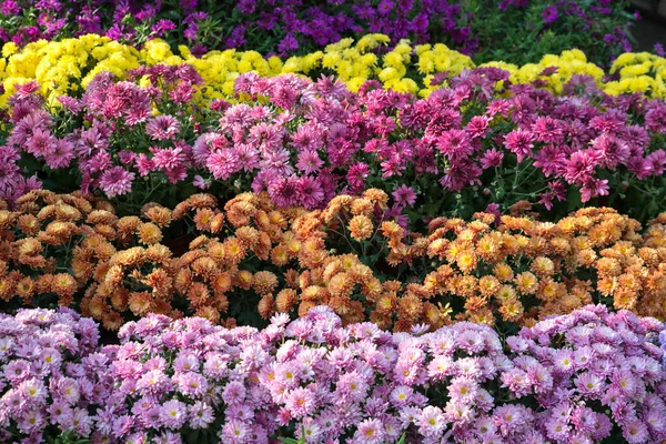 Chrysanthemum Flowers Background Showcase Flower Shop — Zdjęcie stockowe