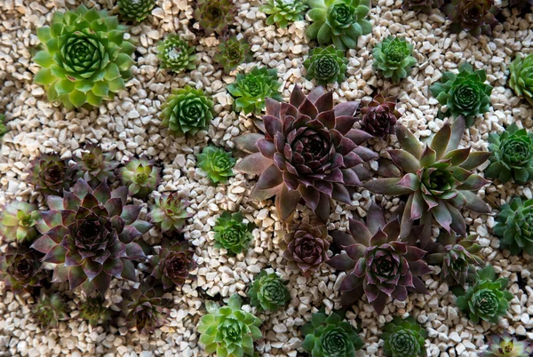 サボテンの背景 多肉植物 観賞用植物 トップビュー — ストック写真