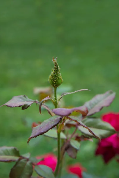 Rose Bud Aphids Plant Struck Insect — Zdjęcie stockowe