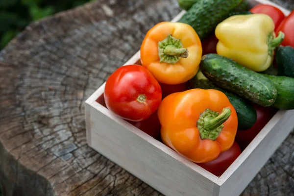 Wooden Box Fresh Vegetables Tomato Cucumber Bell Pepper Garden Farm — Stock Photo, Image