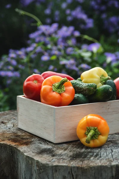 Wooden Box Fresh Vegetables Tomato Cucumber Bell Pepper Garden Farm — Stock Photo, Image