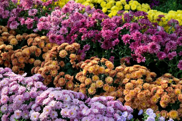 Chrysanthemum Flowers Background Showcase Flower Shop — Zdjęcie stockowe
