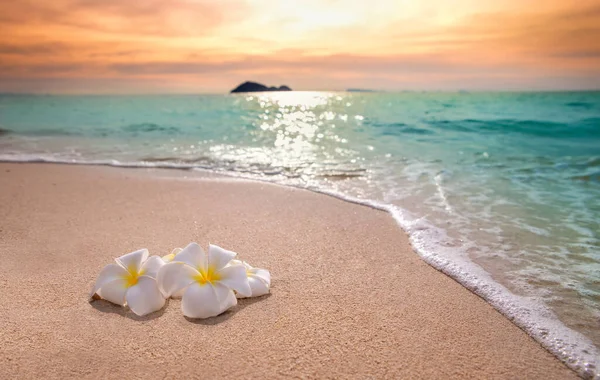 Λευκό Frangipani Plumeria Λουλούδια Στην Άμμο Στην Παραλία Μπροστά Από — Φωτογραφία Αρχείου