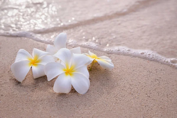 Witte Frangipani Plumeria Bloemen Zand Aan Het Strand Van Oceaan — Stockfoto