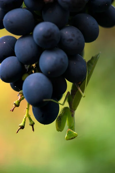 Belalang Pada Sekelompok Anggur Serangga Vivo — Stok Foto