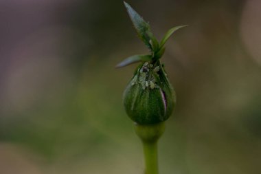 Yaprak bitli gül tomurcuğu. Böceğin saldırısına uğramış. Hastalıklı bitkiler, bahçıvanlık konsepti. Yaklaş, seçici odaklanma.