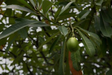 Ağaçtaki genç yeşil mango. Mango çiftliği, tarım ve tarım..