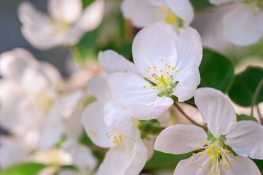 Dal üzerinde bahar elması çiçeği arka planda bulanık, seçici odak. Yakın çekim, mevsimlik makro konsept - İlkbahar, sığ DOF. Kopyalama alanı.