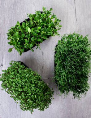 Çiy damlalı mikroçimler. Taze, yeşil bezelye filizi, hardal, roka otu ve salata için bitkiler..