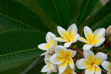 Yeşil arka planda beyaz frangipani plumeria çiçekleri. Kopyalama. Seçici odak.