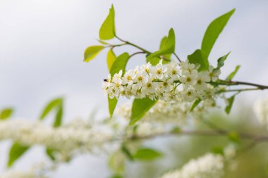 Bahar arka planında kuş kiraz ağacı çiçeği. Bahar sezonu. Seçici odak, kapat