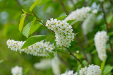Bahar arka planında kuş kiraz ağacı çiçeği. Bahar sezonu. Seçici odak, kapat