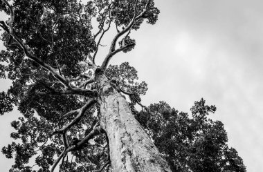 Gökyüzüne karşı kocaman yaşlı bir ağaç. Siyah beyaz fotoğraf..