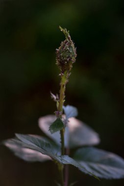 Yaprak bitli gül tomurcuğu. Böceğin saldırısına uğramış. Hastalıklı bitkiler, bahçıvanlık konsepti. Yaklaş, seçici odaklanma.