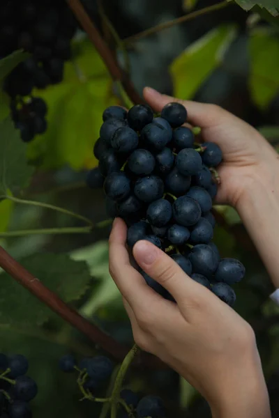 Tangan Wanita Mengoleksi Anggur Musim Panen Dan Pembuatan Anggur Fokus — Stok Foto