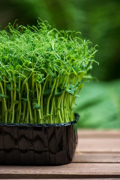 在花园里的木制桌面上 用露水滴着的微绿箱把它包起来 新鲜的 绿色的豌豆香草芽和沙拉植物 有选择的重点 — 图库照片