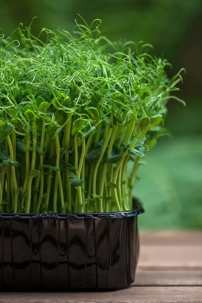 Microgreens Met Dauwdruppels Verse Groene Spruiten Van Erwten Kruiden Planten — Stockfoto