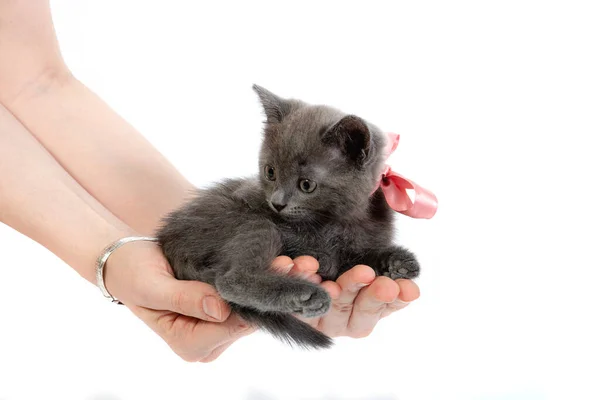 Petit Chaton Gris Avec Arc Assis Sur Les Mains Sur — Photo