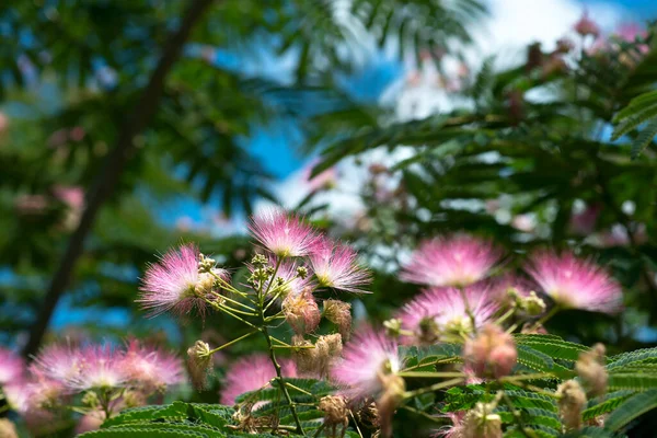 Albizia Julibrissin Lub Lankaran Acacia Accacia Floer Drzewie Skupienie Selektywne — Zdjęcie stockowe