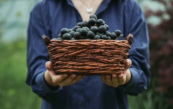 Grona Winogron Koszyku Rękach Młodej Farmerki Miejsce Tekst Ostrość Selektywna — Zdjęcie stockowe